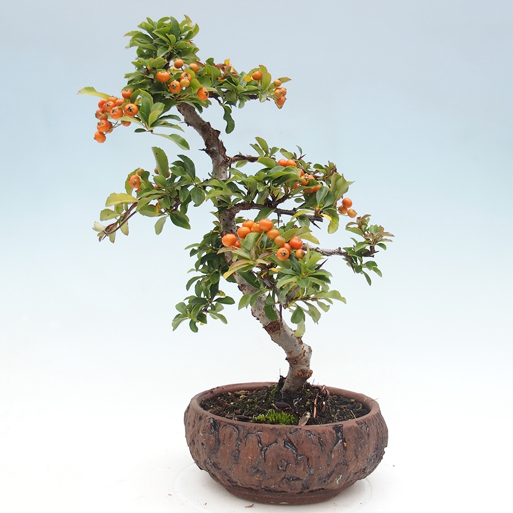 Bonsai da esterno-Pyracantha Teton -Hlox