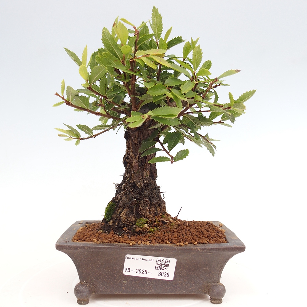 Bonsai da esterno - Zelkova - Zelkova NIRE
