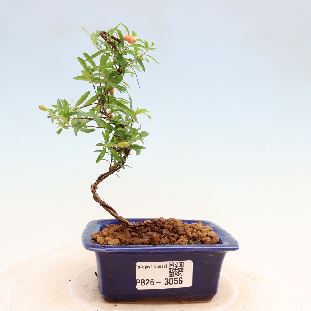Camera bonsai-PUNICA granatum nana-Mela granata