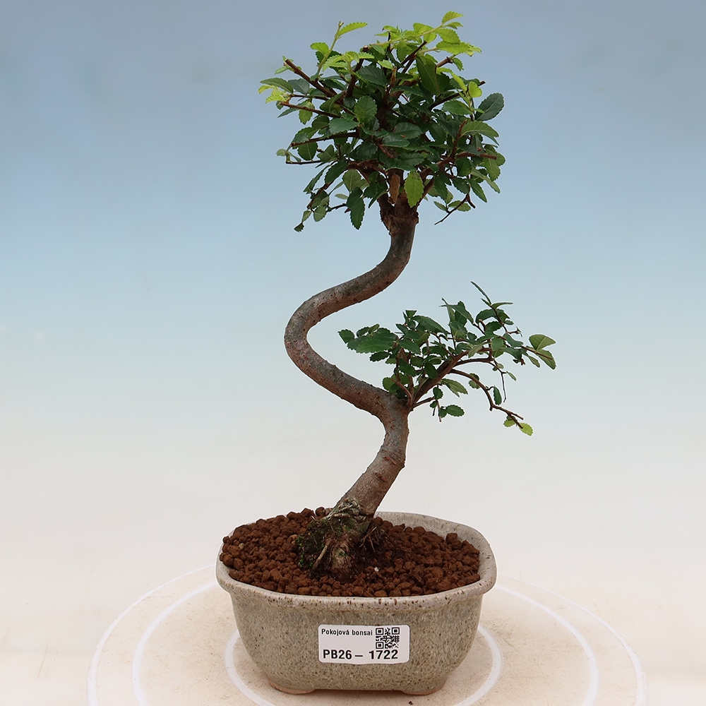 Camera bonsai - Ulmus parvifolia - Olmo a foglie piccole