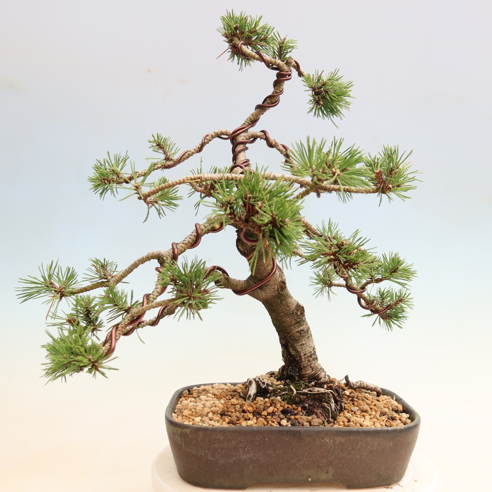 Bonsai da esterno - Pinus mugo Humpy  - Pino mugo