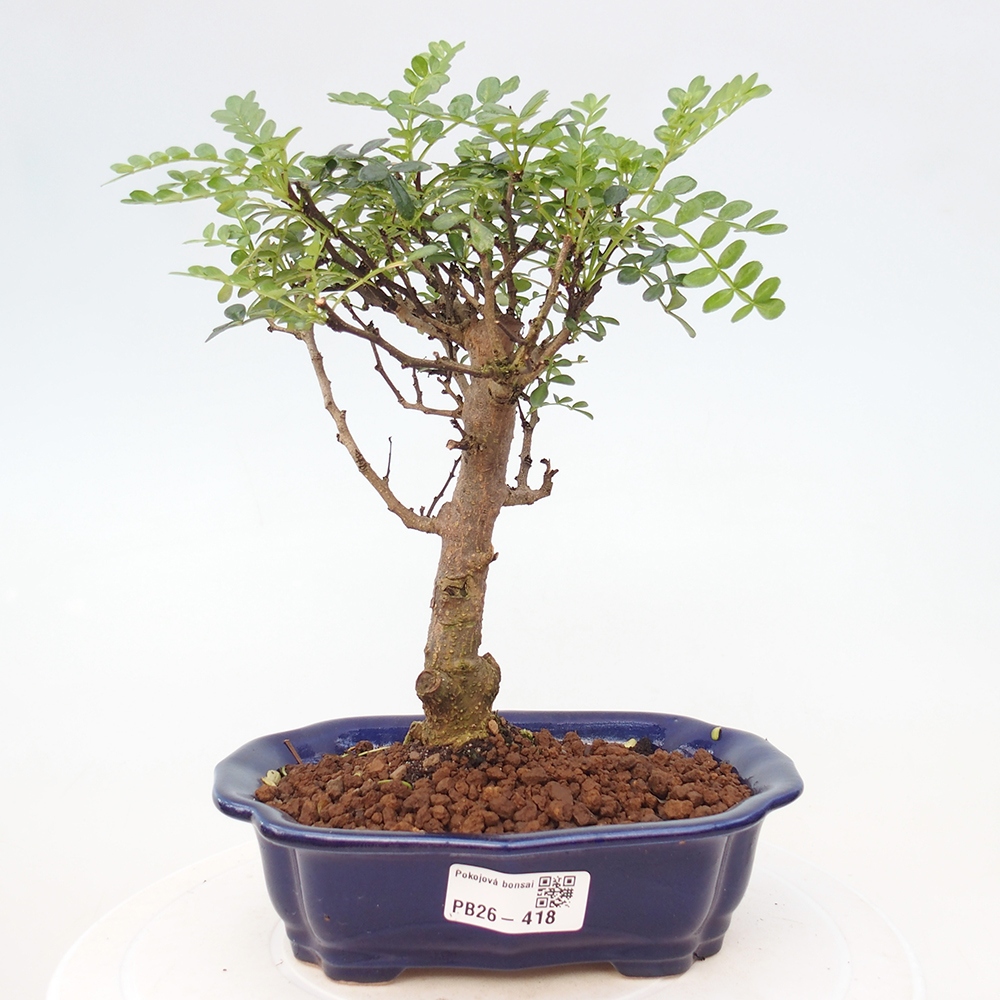 Camera bonsai - Zantoxylum piperitum - albero del pepe