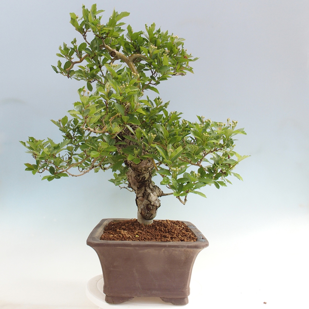 Bonsai da esterno - Biancospino - Crataegus cuneata