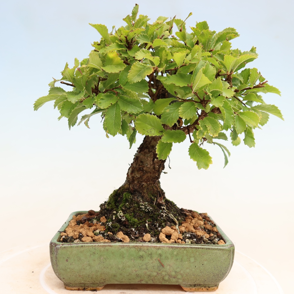 Bonsai da esterno - Zelkova - Zelkova NIRE