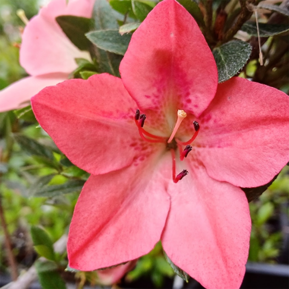 Bonsai da esterno - Azalea giapponese - Azalea Akari