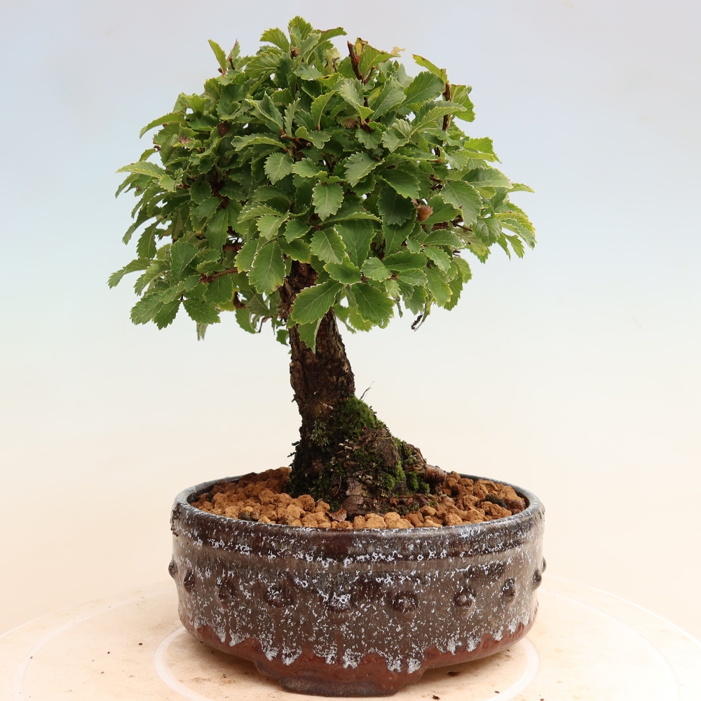 Bonsai da esterno - Zelkova - Zelkova NIRE