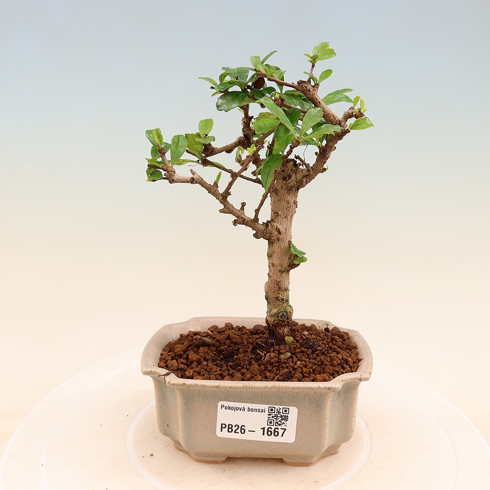 Camera bonsai - Carmona macrophylla - Tea fuki