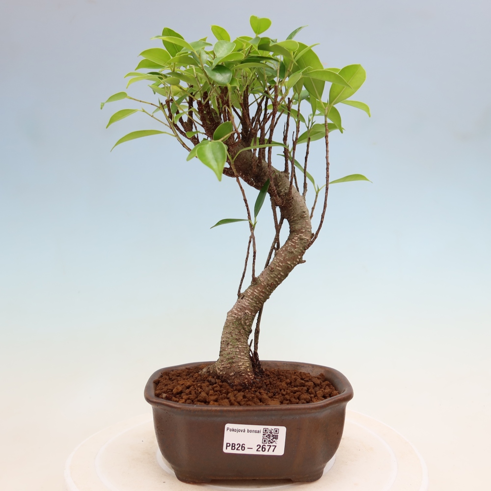 Camera bonsai - Ficus kimmen - ficus a foglie piccole