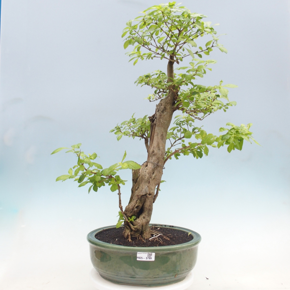 Bonsai da camera - Duranta erecta Aurea - SOLO RITIRO PERSONALE o trasporto su pallet
