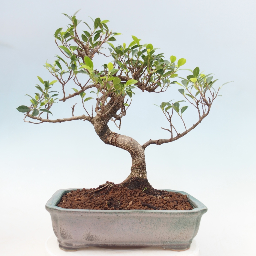 Camera bonsai - Ficus kimmen - ficus a foglie piccole