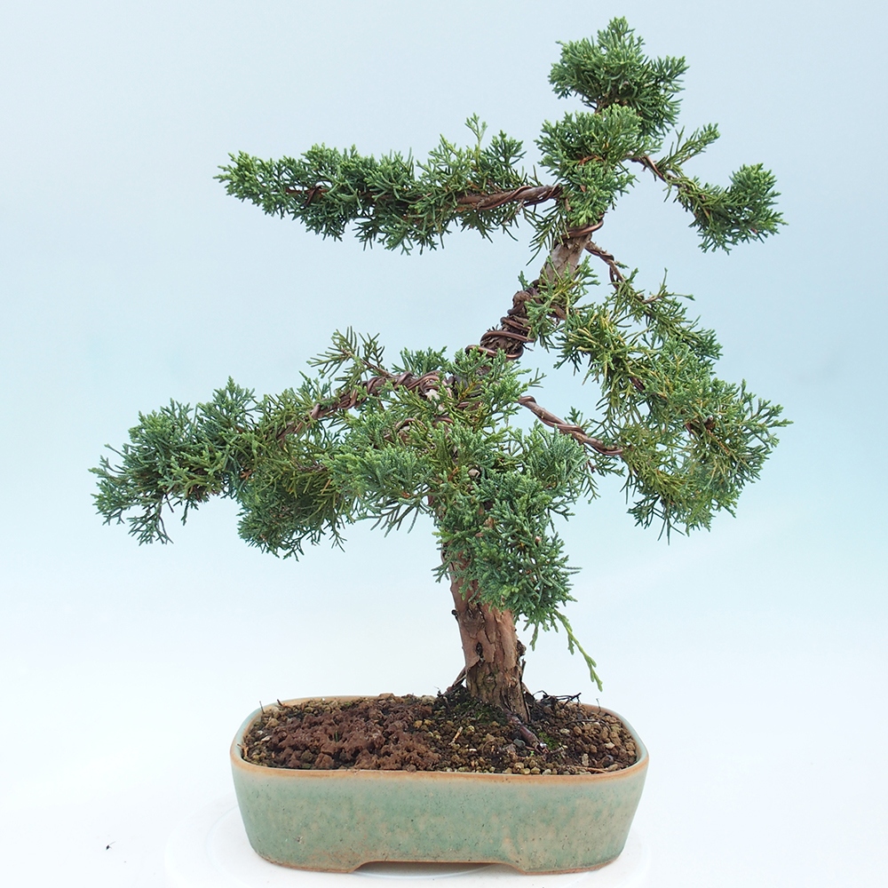 Bonsai da esterno - Juniperus chinensis Kishu