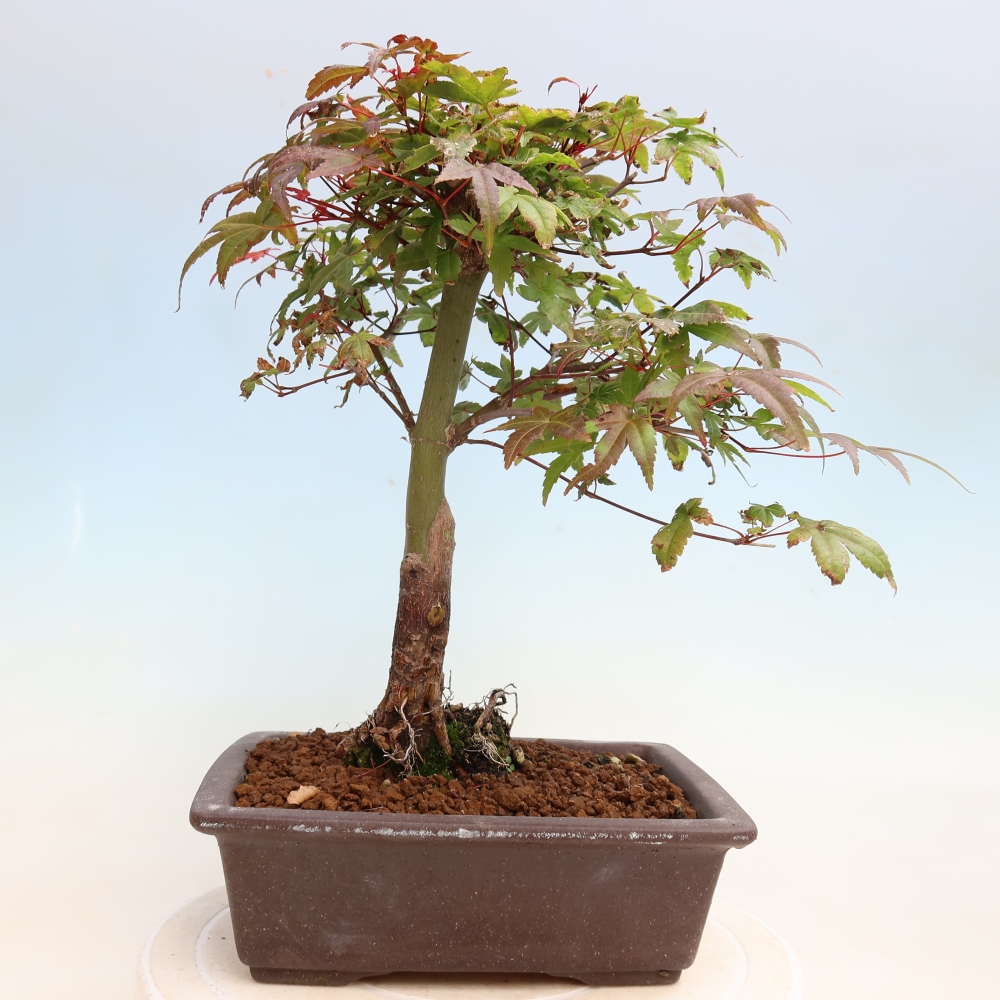 Bonsai da esterno - Acer palmatum DESHOJO