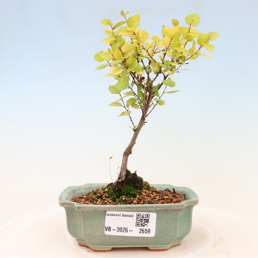 Bonsai da esterno - betulla nana - Betula NANA Golden Treasure