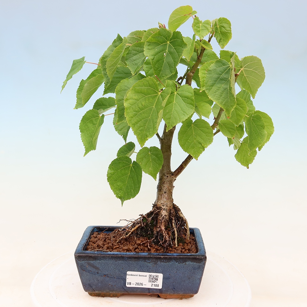 Bonsai da esterno - Tiglio cordato - Tilia cordata