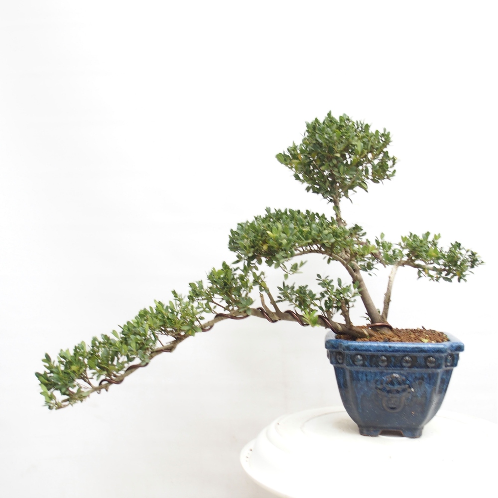 Camera bonsai - Ilex crenata - Agrifoglio
