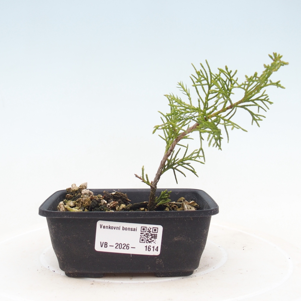 Bonsai da esterno - Juniperus chinensis Itoigawa
