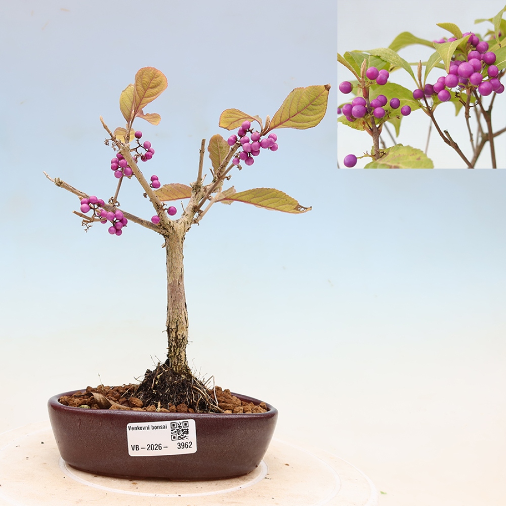 Bonsai da esterno - Callicarpa bodinierova profusione