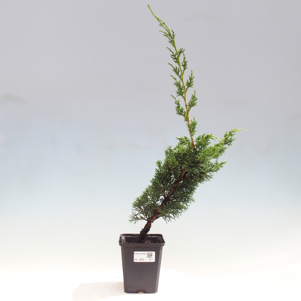 Bonsai da esterno - Juniperus chinensis Kishu