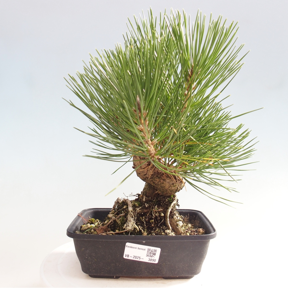 Bonsai da esterno - Pinus thunbergii - Pino di Thunberg