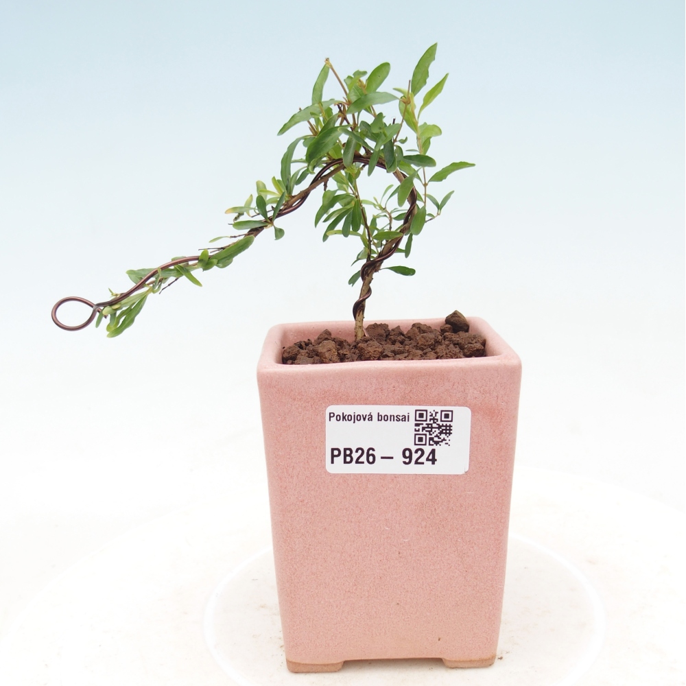 Camera bonsai-PUNICA granatum nana-Mela granata