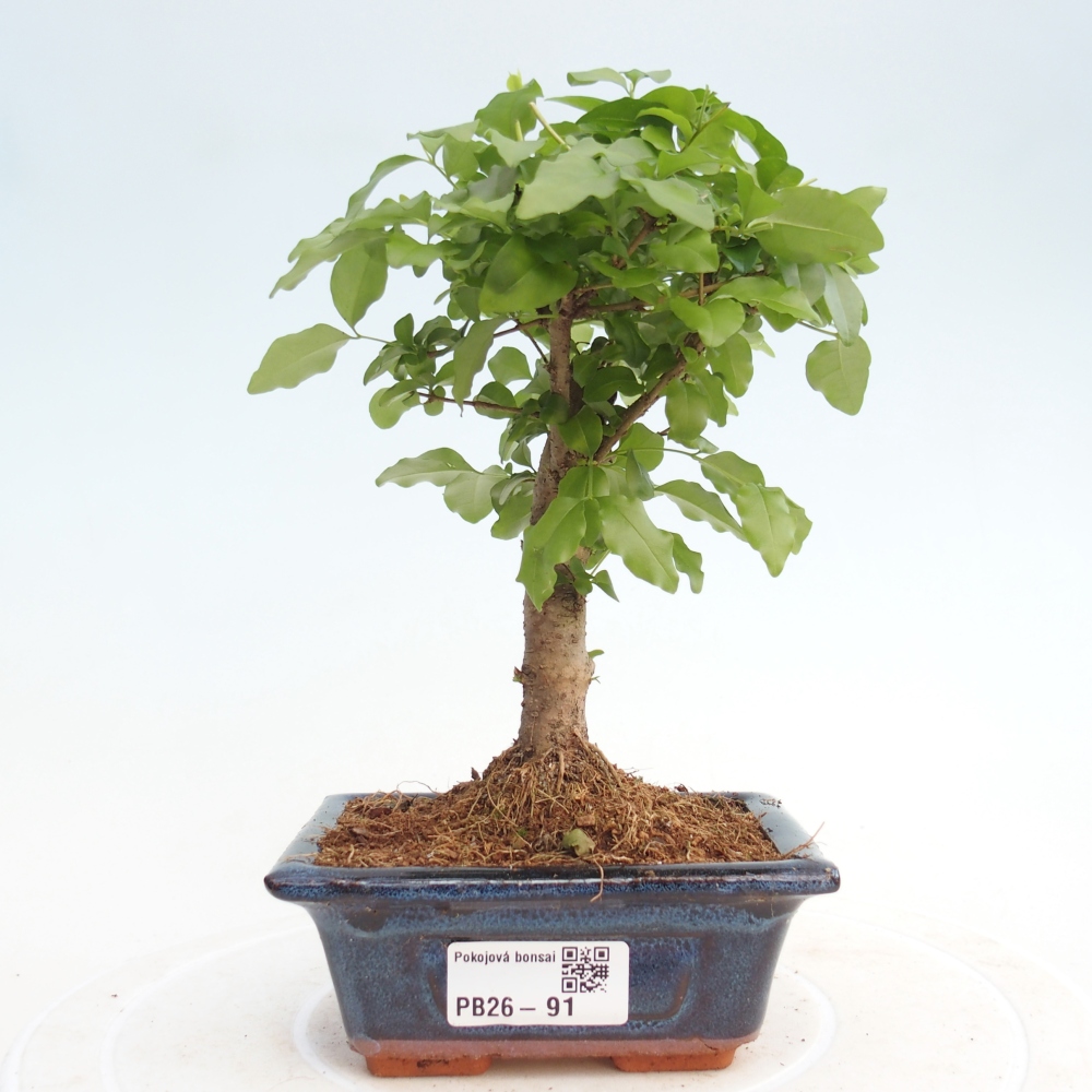 Camera bonsai -Ligustrum chinensis - Becco d'uccello