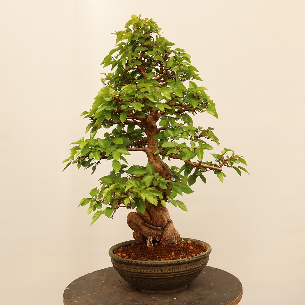 Bonsai da esterno -Carpinus Coreana - Carpino coreano