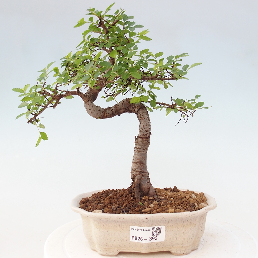 Camera bonsai - Ulmus parvifolia - Olmo a foglie piccole
