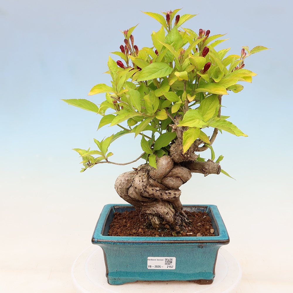 Bonsai da esterno - Weigela subsessilis - Weigela coreana