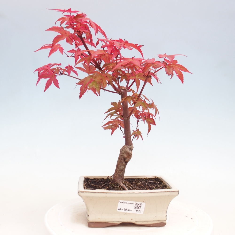 Bonsai da esterno - Acer palmatum DESHOJO