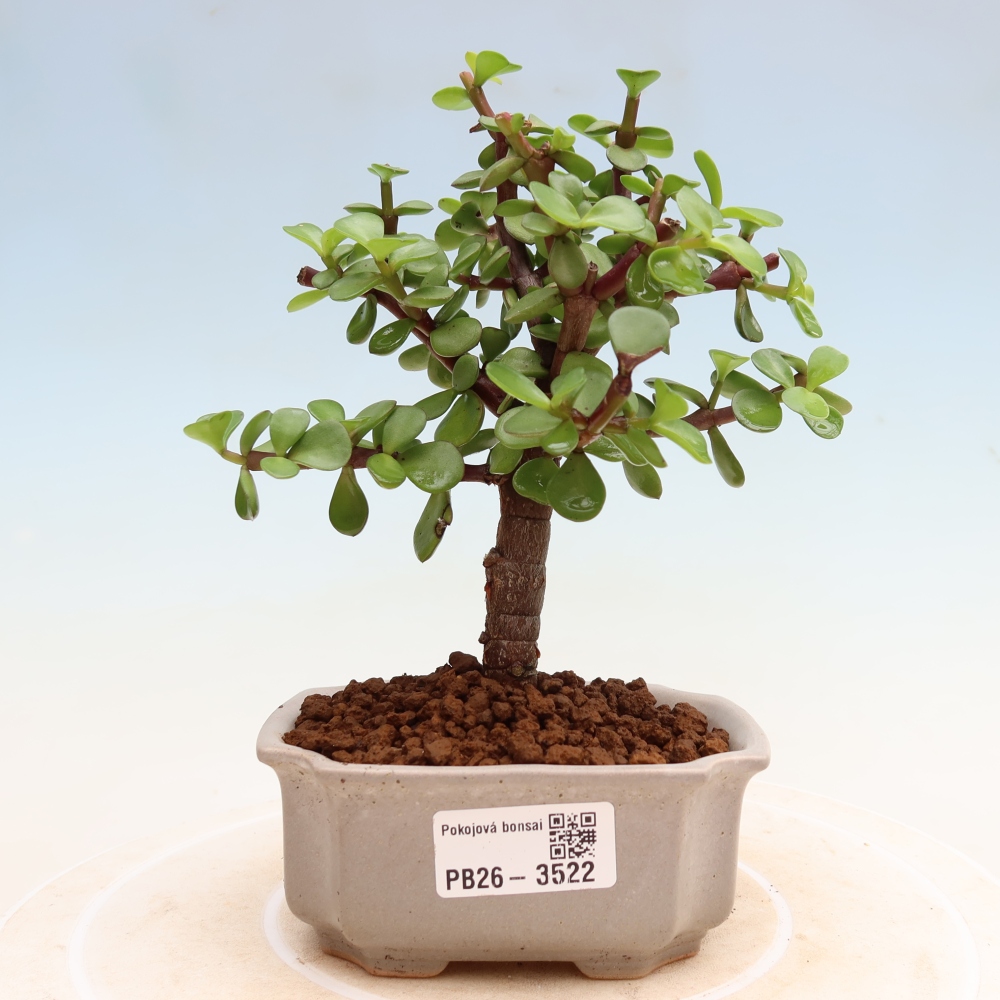 Camera bonsai - Portulakaria Afra - Tlustice