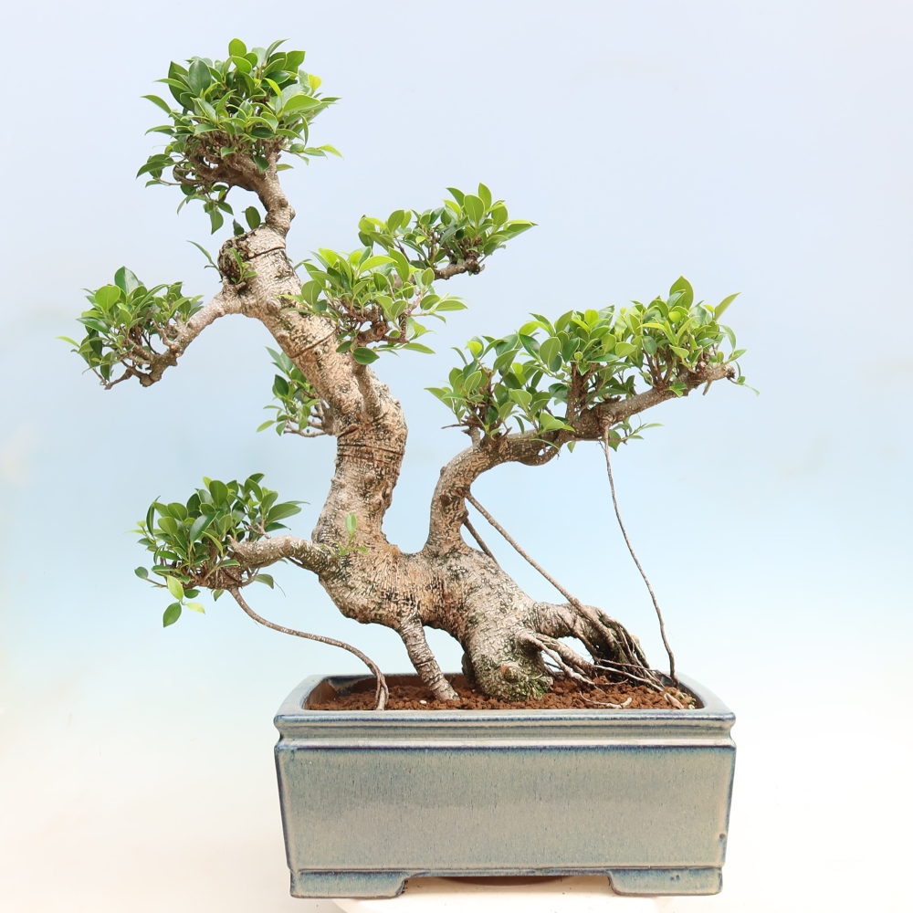 Camera bonsai - Ficus kimmen - ficus a foglie piccole