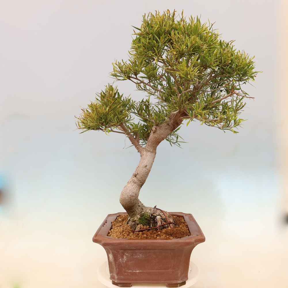 Camera bonsai - Ficus nerifolia - ficus a foglie piccole