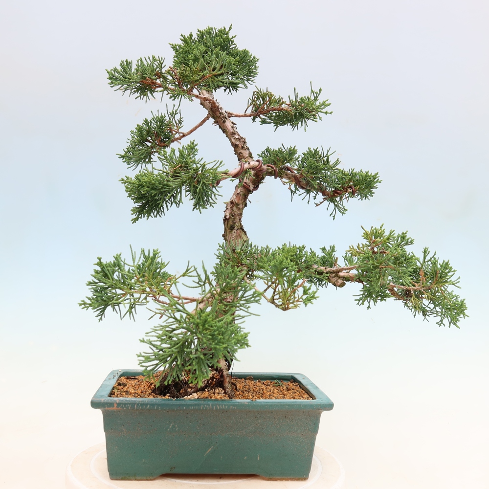 Bonsai da esterno - Juniperus chinensis Kishu