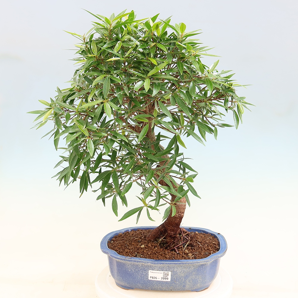 Camera bonsai - Ficus nerifolia - ficus a foglie piccole