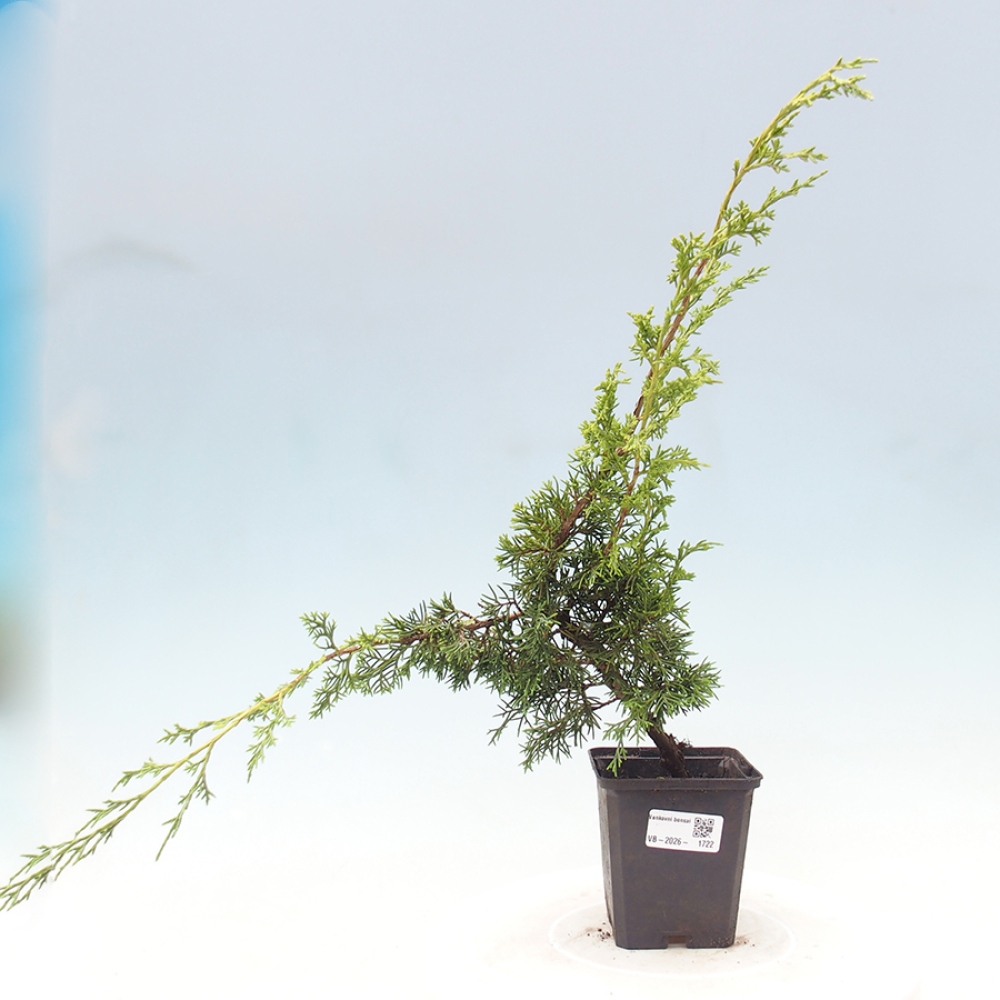 Bonsai da esterno - Juniperus chinensis Itoigawa