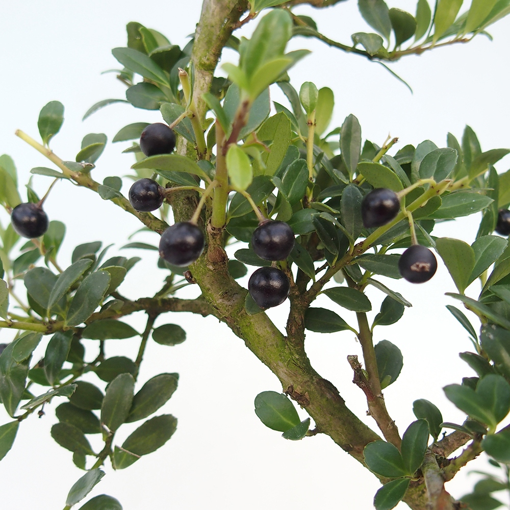 Kokedama con sottovaso - Ilex crenata - Agrifoglio