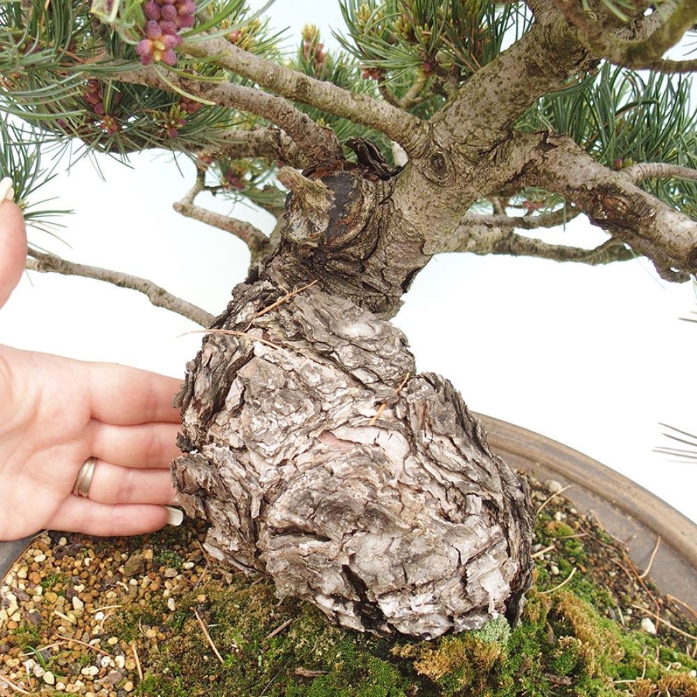 Bonsai da esterno - Pinus parviflora - Pinus parviflora