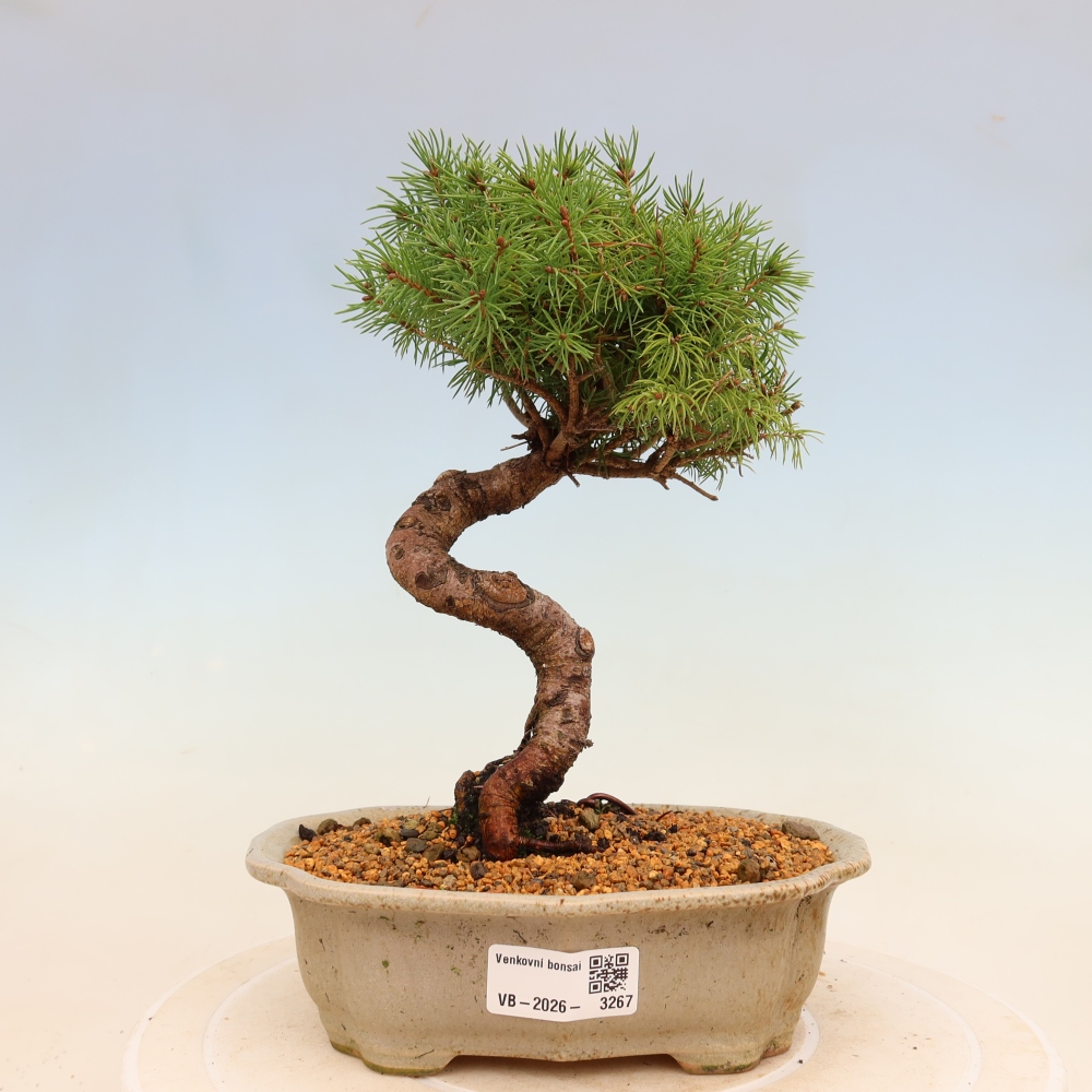 Bonsai da esterno - Abete rosso - Picea glauca globo