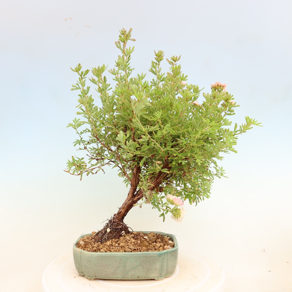 Bonsai da esterno - Potentilla fruticosa - Potentila fruticosa Bellissima