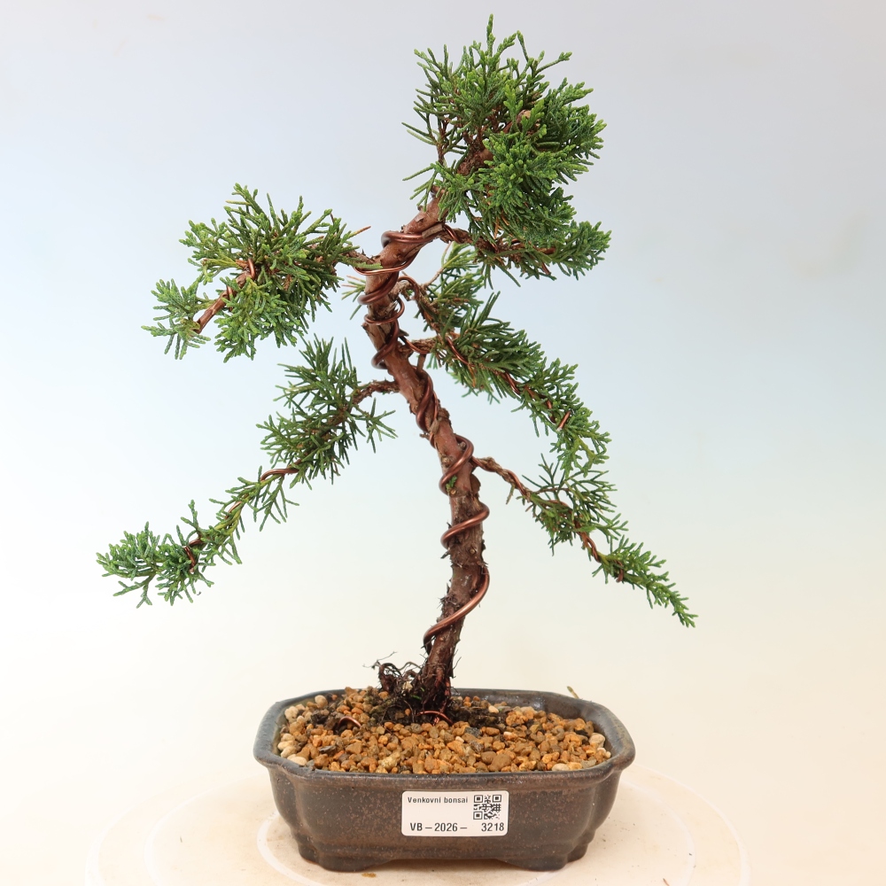Bonsai da esterno - Juniperus chinensis Kishu