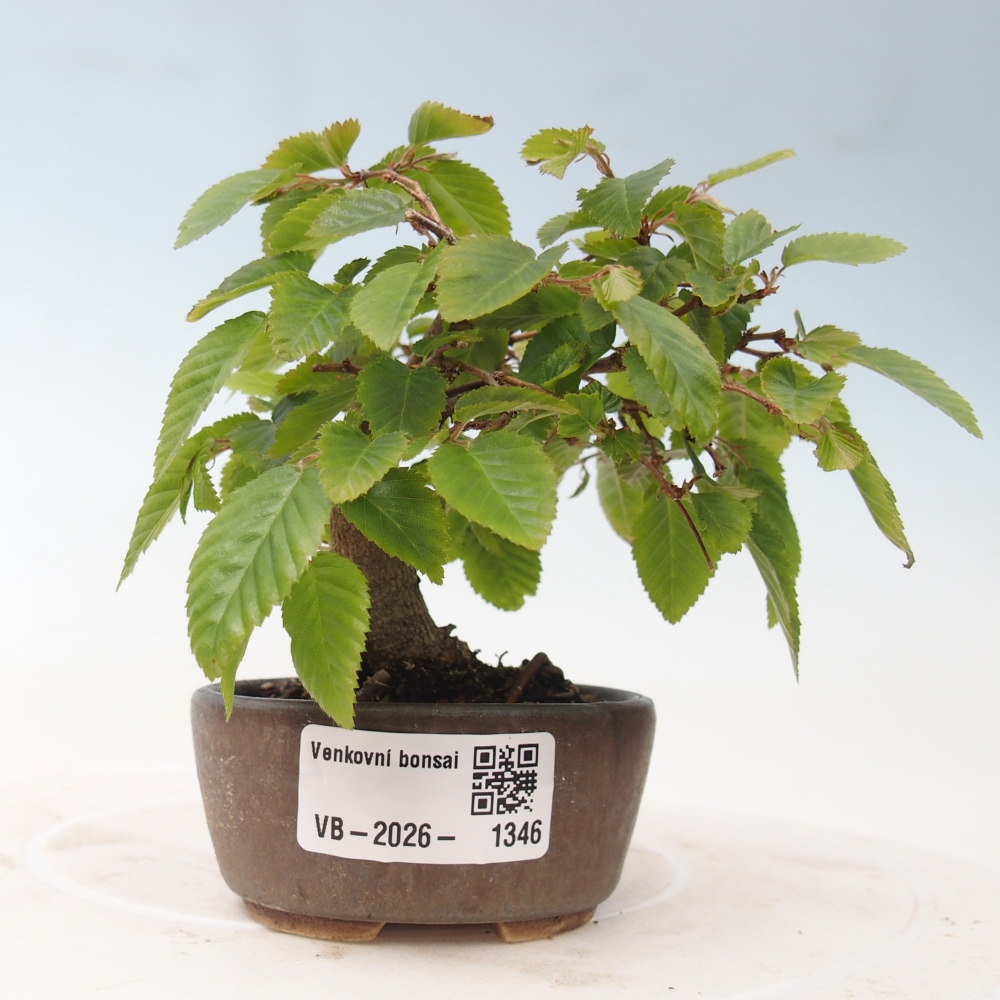Bonsai da esterno -Carpinus CARPINOIDES - Carpino coreano