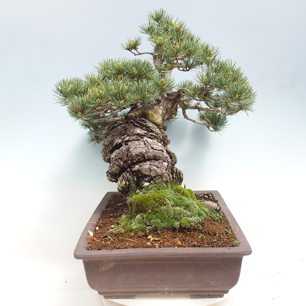 Bonsai da esterno - Pinus parviflora - Pinus parviflora