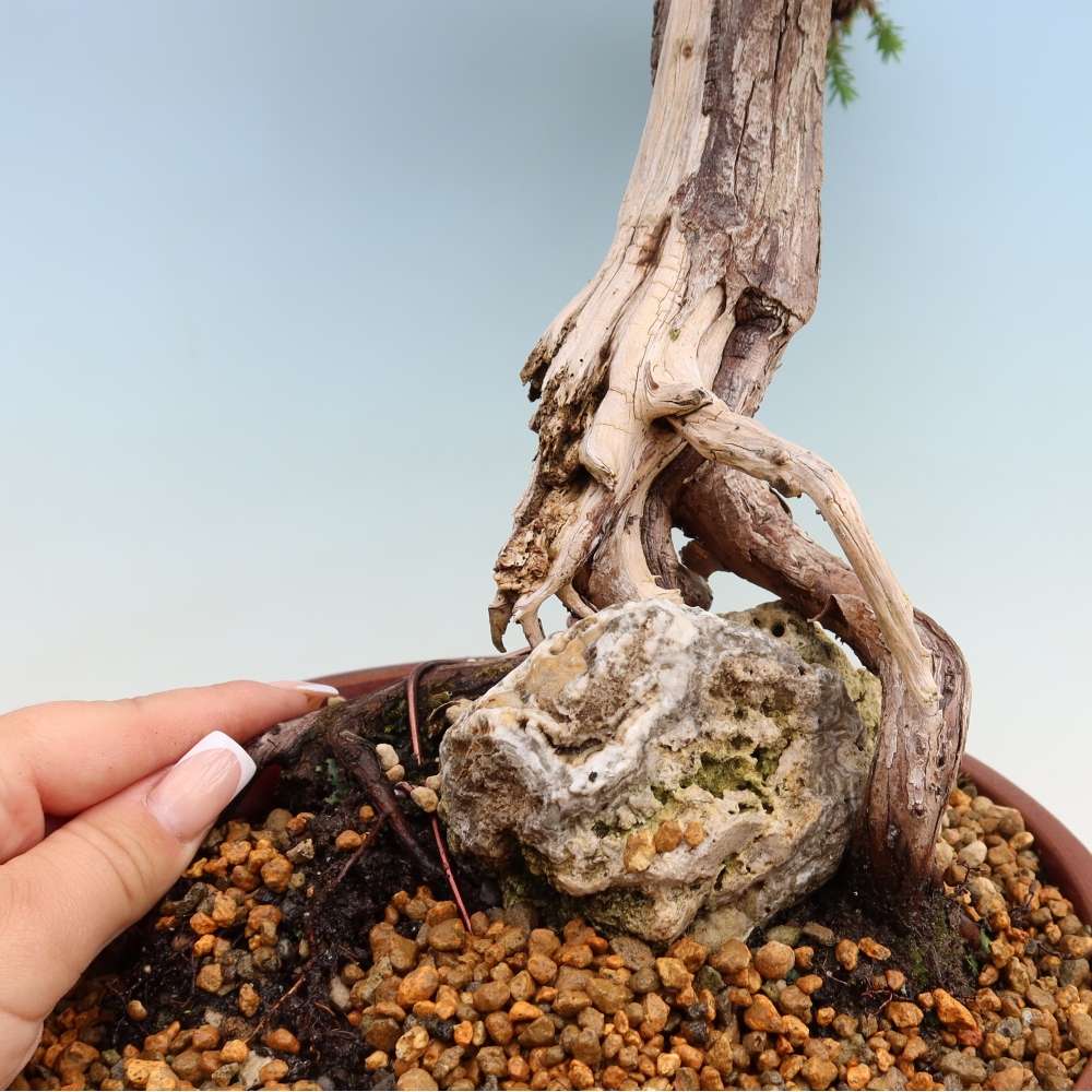 Bonsai da esterno - Juniperus squamata – Ginepro squamoso