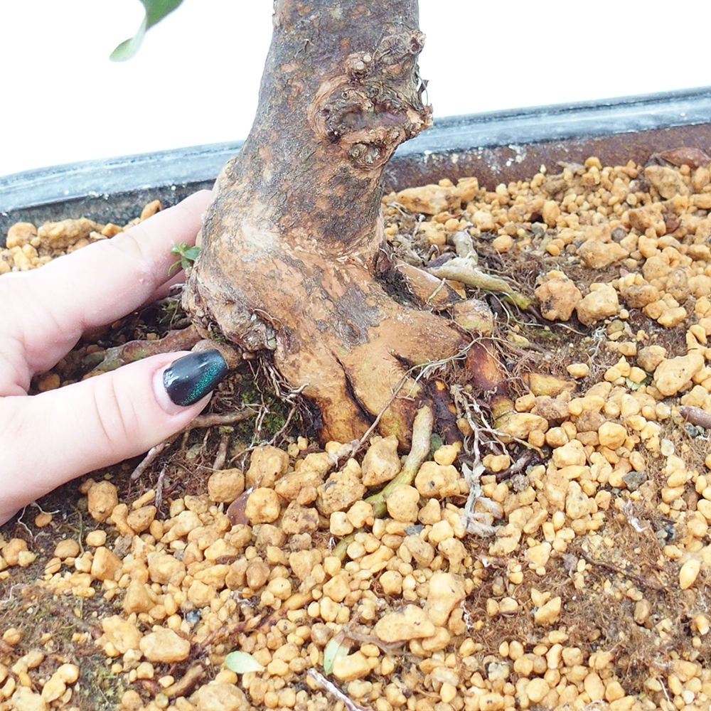 Bonsai da esterno - Azalea giapponese - Azalea Kisshoten