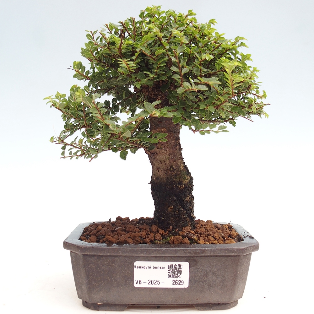 Bonsai da esterno - Ulmus parvifolia Hokkaido - Olmo cinese