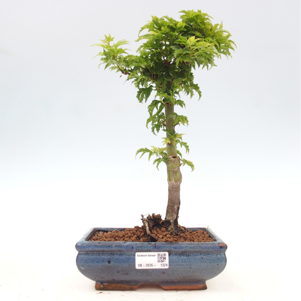 Bonsai da esterno -Palma di Giava Acer palmatum Shishigashira