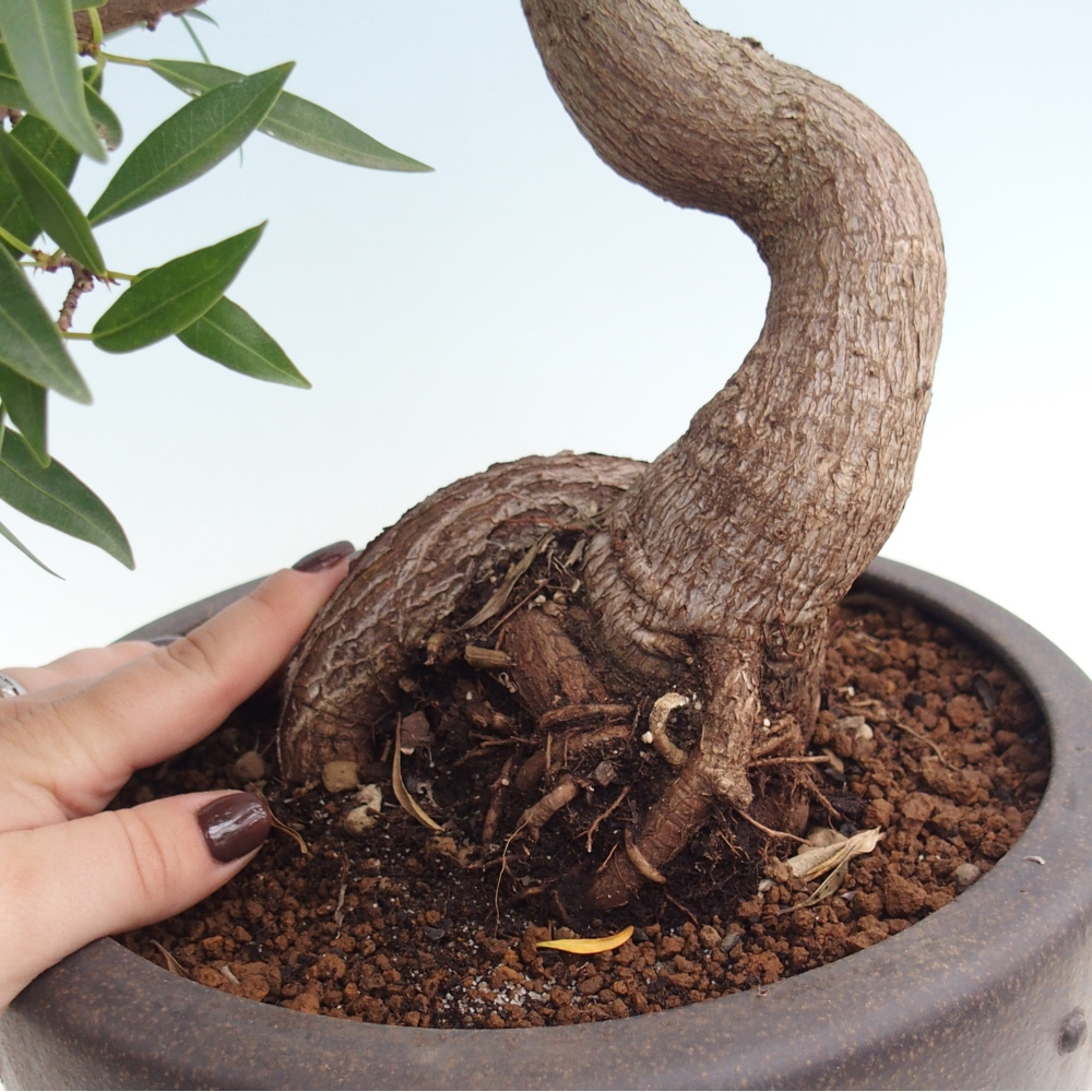Camera bonsai - Ficus nerifolia - ficus a foglie piccole