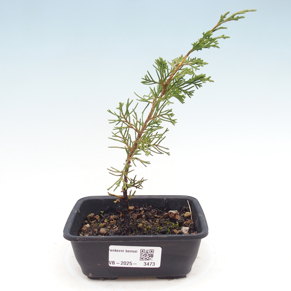 Bonsai da esterno - Juniperus chinensis Itoigawa