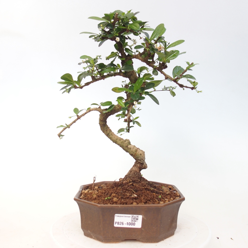Camera bonsai - Carmona macrophylla - Tea fuki