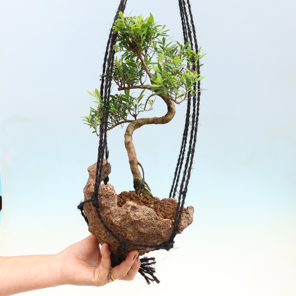 Kokedama in ceramica -Syzygium - Albero del pimento